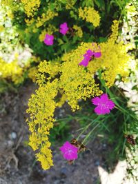 High angle view of insect on pink flowering plant