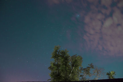 Low angle view of trees against sky at night