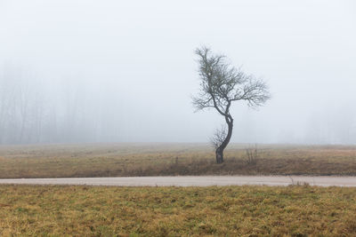 Bare tree on field against sky