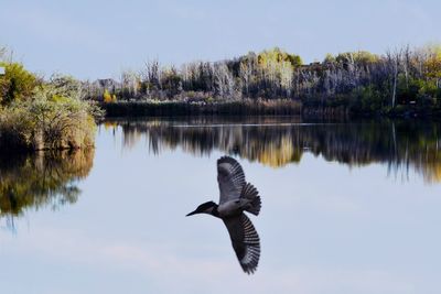 Bird flying over lake against sky