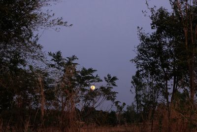 Trees in forest against clear sky