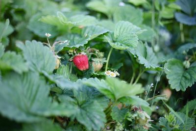 Close-up of strawberries growing on plant