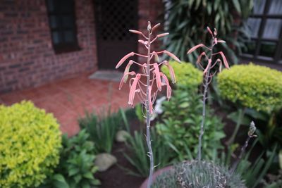 Close-up of potted plant in yard