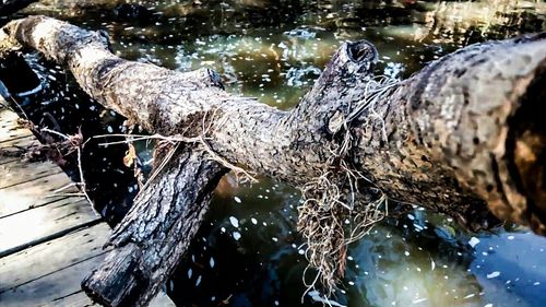 Reflection of trees in water