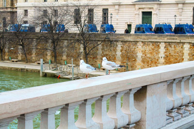 Seagulls perching on railing