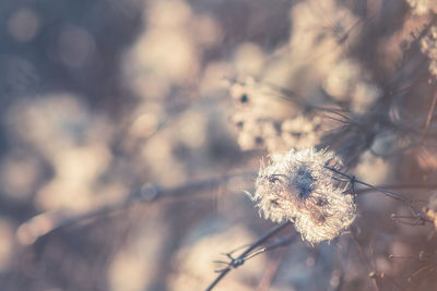 Close-up of dried plant