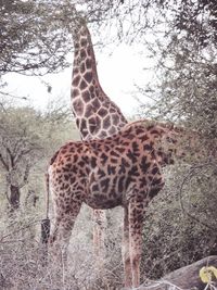 Dog standing on tree trunk