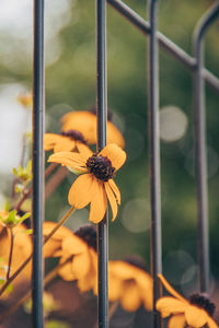 Close-up of yellow flower