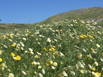 Yellow flowers on field against clear sky