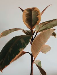 Low angle view of flowering plant against sky