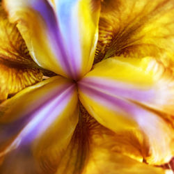 Full frame shot of purple flowering plant