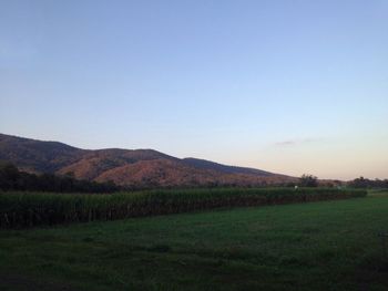 Scenic view of field against clear sky