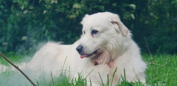 Dog looking away