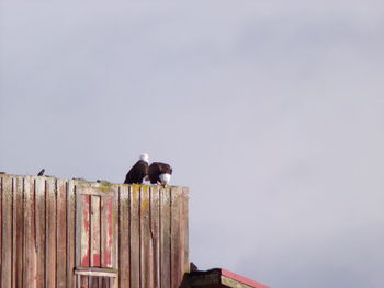 Low angle view of bird perching on roof against sky