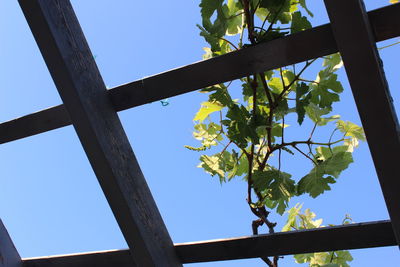 Low angle view of trees against clear blue sky