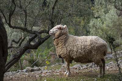 Side view of a sheep on land