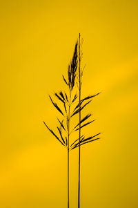 Close-up of plant against yellow sky