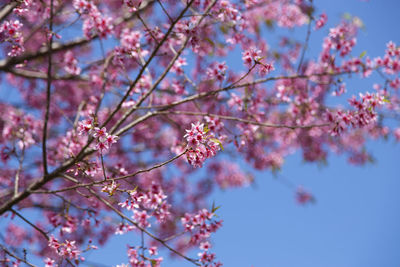 Low angle view of cherry blossoms in spring