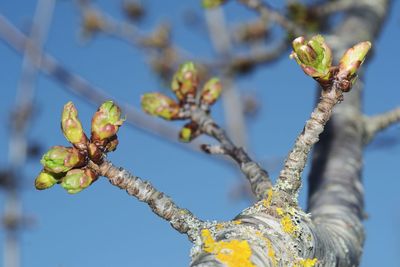 Low angle view of flowering plant against sky