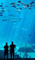 Rear view of fishes swimming in aquarium