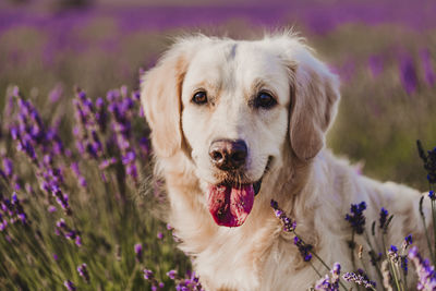 Close-up portrait of a dog on field