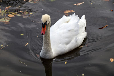 High angle view of swans swimming in lake
