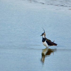 Birds in water