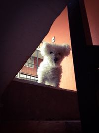 Dog seen through window
