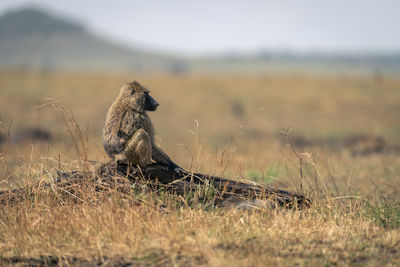 Lioness drinking water