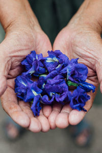 Close-up of hand holding purple flowers