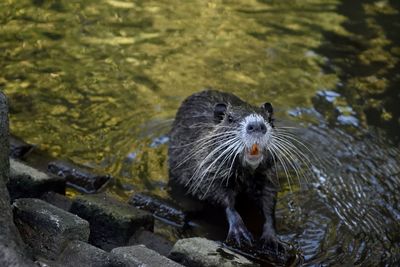 High angle view of otter in lake