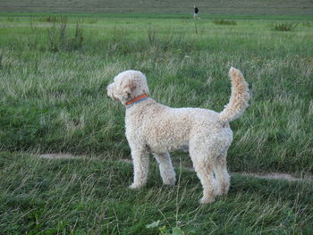 Dog standing in field