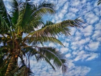 Low angle view of palm tree against sky