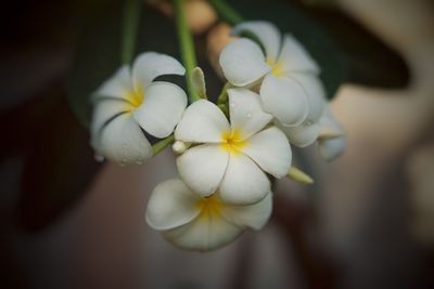 Close-up of white flowers against blurred background