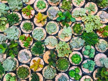 Full frame shot of succulent plants on field