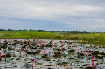 Plants growing on field by lake against sky