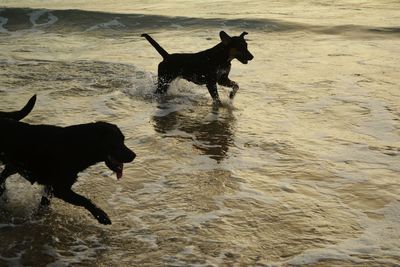 Dog running on beach