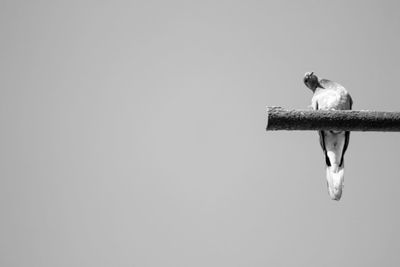 Bird perching on birdhouse