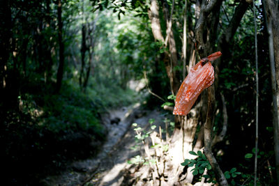 Close-up of mushroom growing in forest