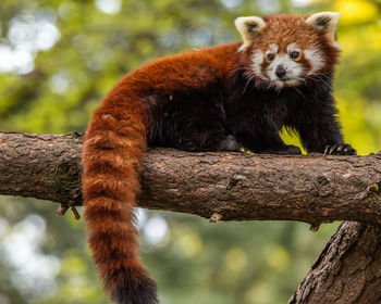 The red panda is slightly larger than a domestic cat with a bear-like body and thick russet fur. 