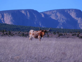 Portrait of cow standing on grassy field against mountain