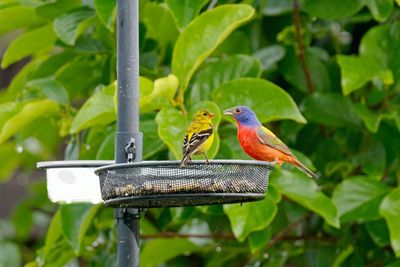 Close-up of bird perching on feeder