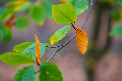 Close-up of orange leaves on plant during autumn