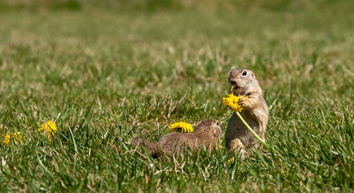 Close-up of squirrel on grassy field