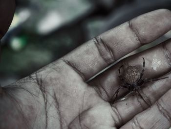 Close-up of a hand holding lizard