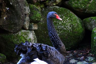 Close-up of swan