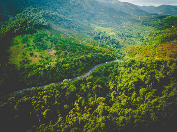 Scenic view of forest