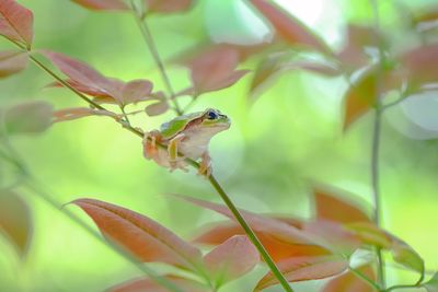 Close-up of insect on plant