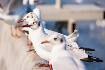 Close-up of seagulls perching