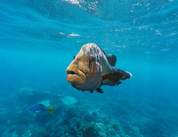 Turtle swimming in sea